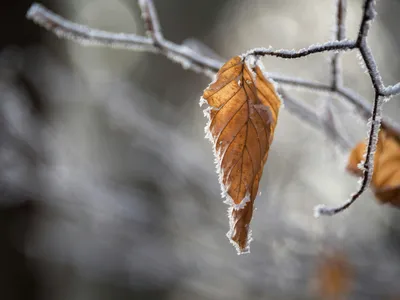 Schimbarea iernilor din România (sursa: Pexels/Krivec Ales)
