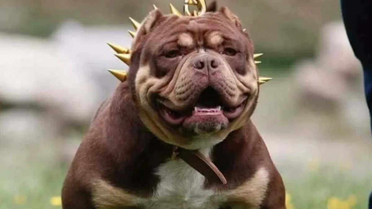 Gălățean, ucis de Amstaff-ul unui vecin (sursa: Facebook/Amstaff)