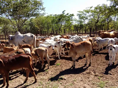 Profiturile marilor producători de carne și lapte, afectate de schimbările climatice Foto: Facebook