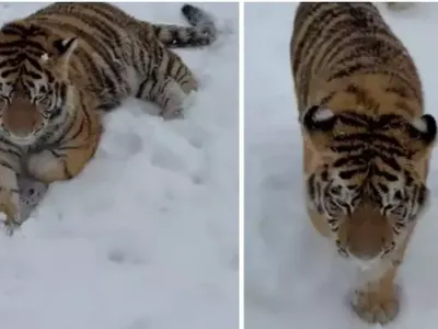 Tigru siberian, într-o curte din Dâmbovița (sursa: TikTok/ i.wildlifefoundation)