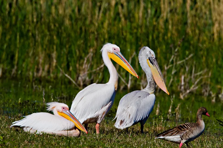 Liniile electrice ucid păsări în Deltă (sursa: Facebook/ARBDD)
