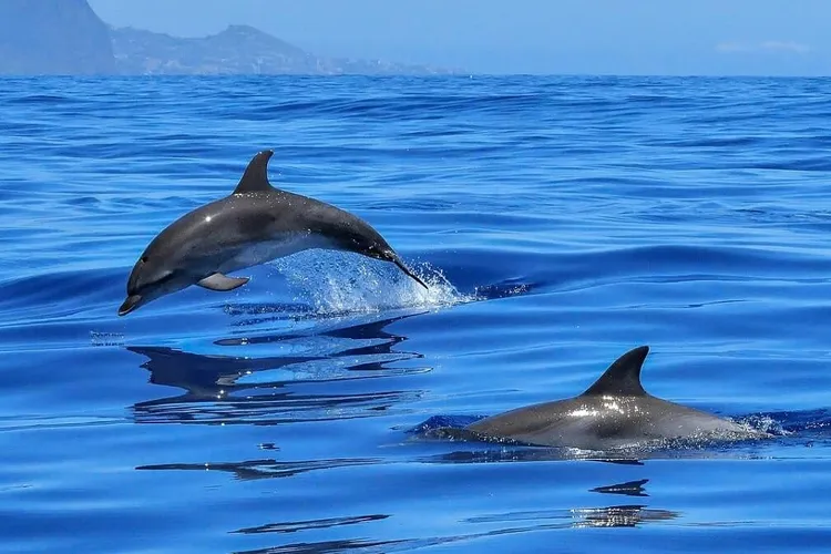 Rusia folosește delfini la Sevastopol Foto: atlas-geografic.net