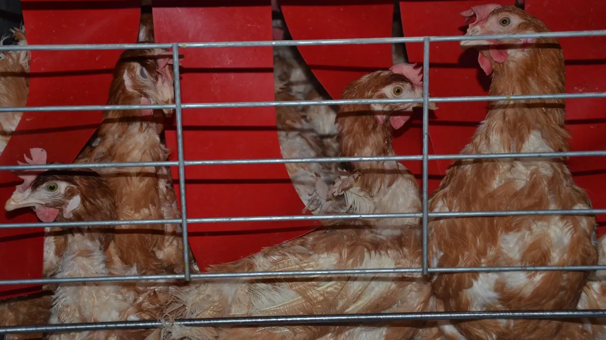 O găină din trei din UE trăiește toată viața într-o cușcă (sursa: humaneworld.org)