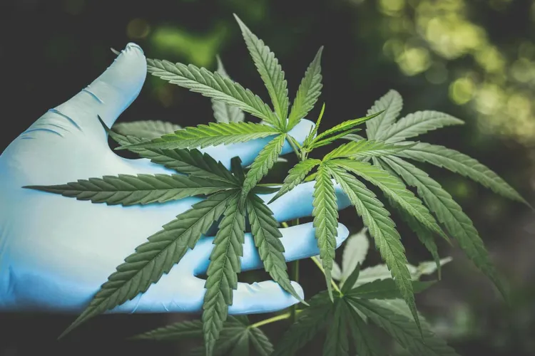 Asociații de canabis, legalizate în Germania (sursa: Pexels/Aphiwat chuangchoem)