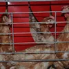 O găină din trei din UE trăiește toată viața într-o cușcă (sursa: humaneworld.org)