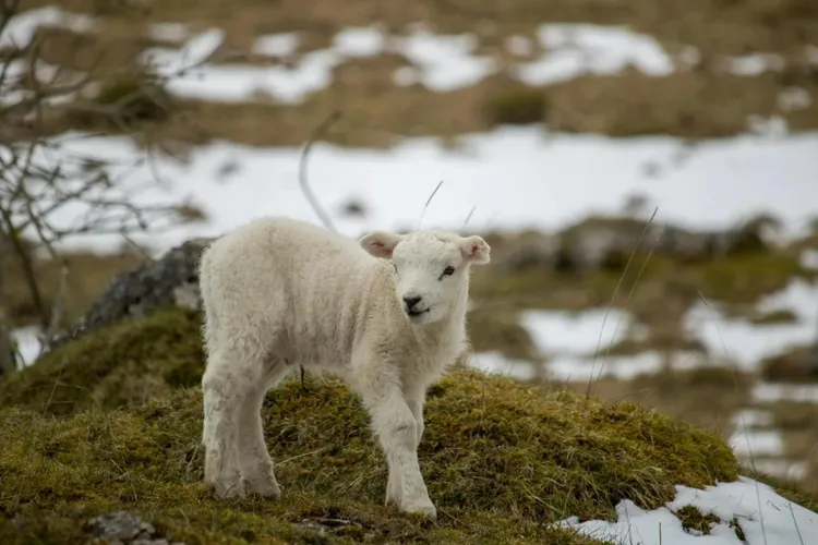 Avertizări ANM, cod galben de viscol (sursa: Pexels/Charlie Cantrill)