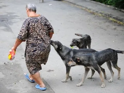 Maidanezii, încă pericol public în România (sursa: ziaruldeiasi.ro)