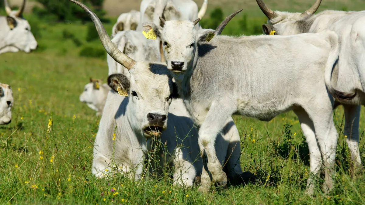 Carnea, ouăle şi produsele lactate, esențiale Foto: Ferma Cobor