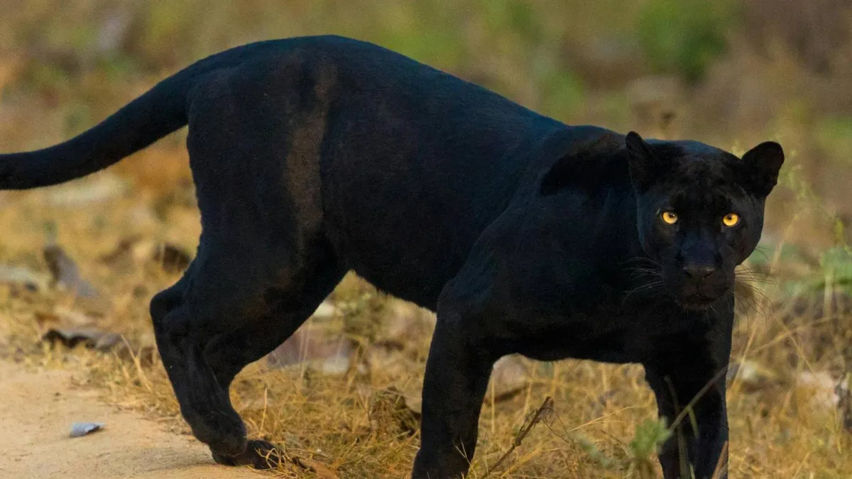 Panteră în Teleorman, Jandarmeria infirmă zvonul (sursa: Pexels/Bharath Kumar Venkatesh)