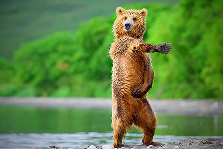 Noi aventuri cu ursul Rambo din Ploiești Foto: Captură video