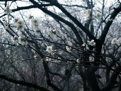 ANM anunță vreme instabilă în aprilie (sursa: Pexels/kuangkuang xia)