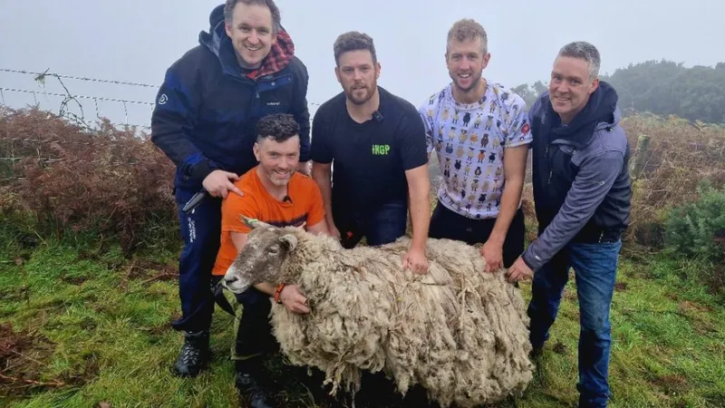 Fiona, cea mai singuratică oaie de pe planetă a fost salvată Foto: The Times