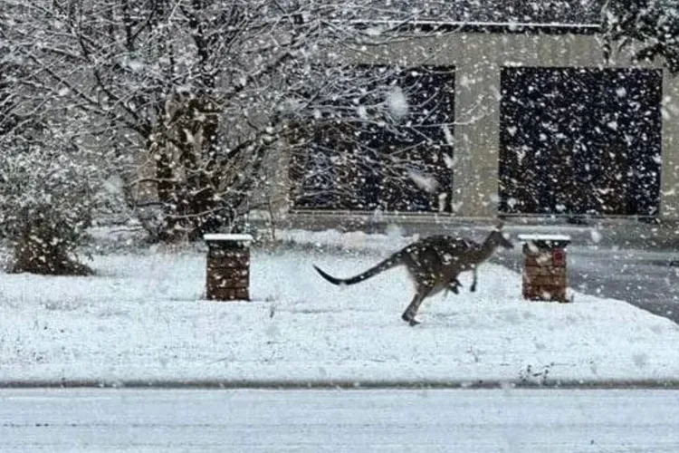 Zăpada și furtunile devastează estul Australiei (sursa: X/Nexta TV)