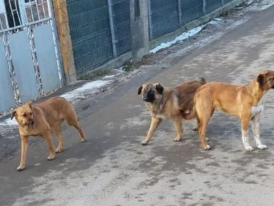 Femeie omorâtă de o haită de câini Foto: Captură video