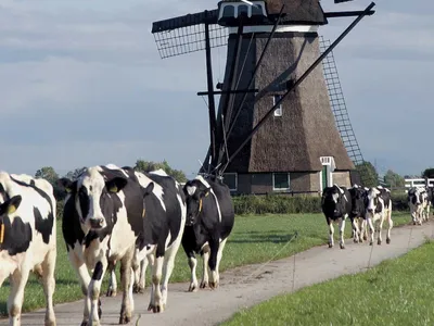 Ţările de Jos, ajutoare pentru închiderea de ferme  Foto: Veepro Holland