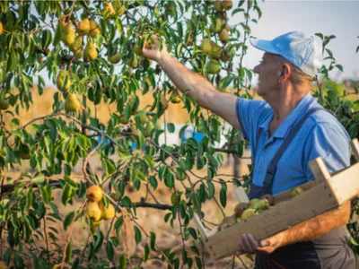 Culegători de pere în Olanda, salarii atractive (sursa: ziaruldeiasi.ro)
