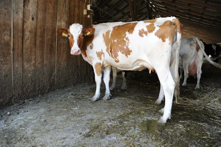 Prima dată în România, sprijinul de ''bunăstare pentru taurine'' Foto: Ministerul Agriculturii