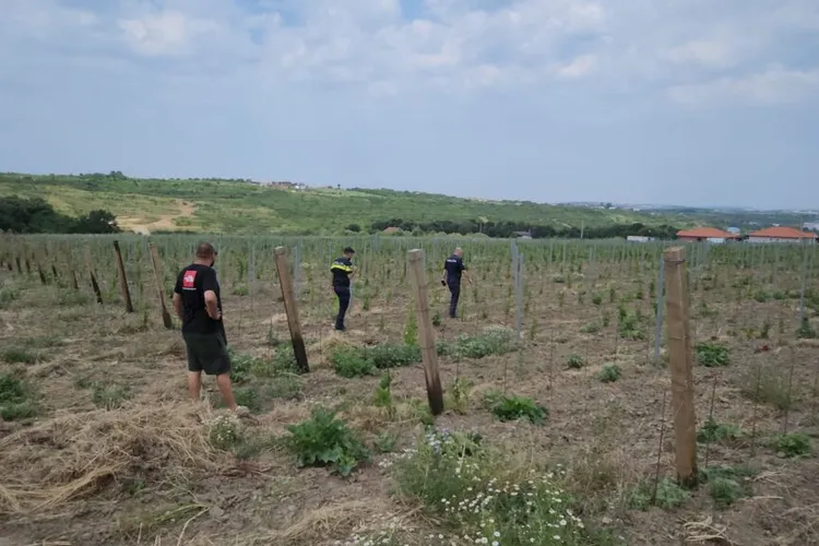 Hoții cu căruța distrug proiectul european (sursa: ziaruldeiasi.ro)