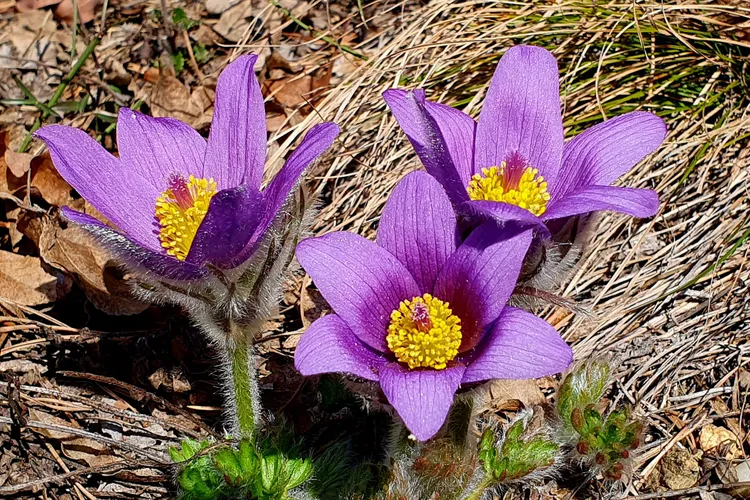 ONG-urile de mediu dau statul în judecată Foto: Romsilva