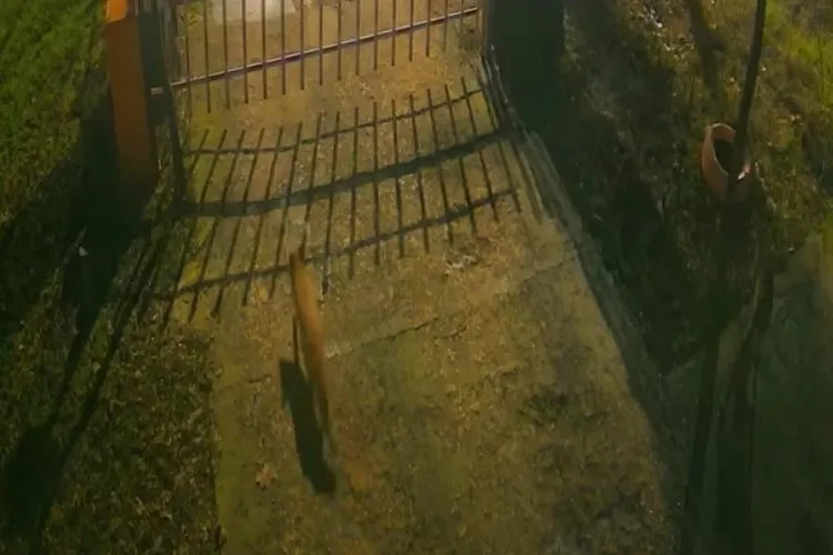 Trei vulpi, la Muzeul Antipa (sursa: Facebook/Muzeul Naţional de Istorie Naturală "Grigore Antipa")