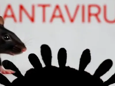 Hantavirusul, tranmis prin rozătoare sălbatice Foto: captură video X/Twitter