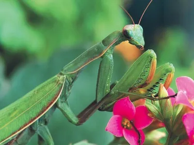 "Călugărițele" din România, aproape de dispariție (sursa: ziaruldeiasi.ro)