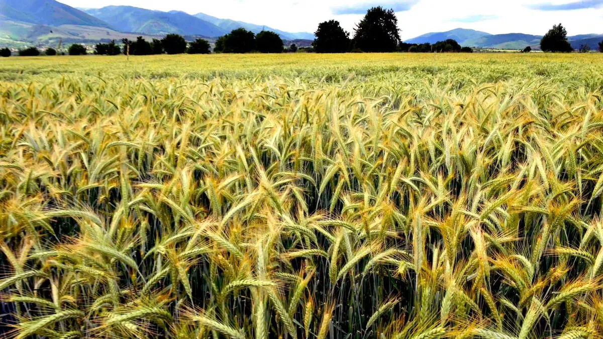 Polonia şi-a făcut rezerve record de cereale  Foto: Facebook Ministerul Agriculturii