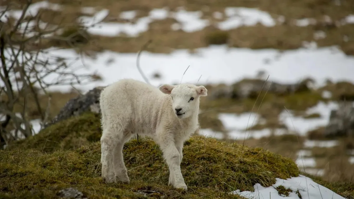 Avertizări ANM, cod galben de viscol (sursa: Pexels/Charlie Cantrill)