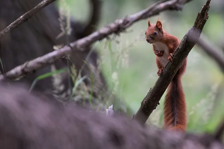 Pădurile montane dispar într-un ritm tot mai alert  Foto: Conservation Carpathia/ Călin Șerban