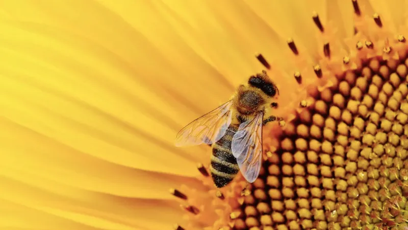 Albinele, în pericol: decimate de pesticide (sursa: pexels.com/Alexas Fotos)