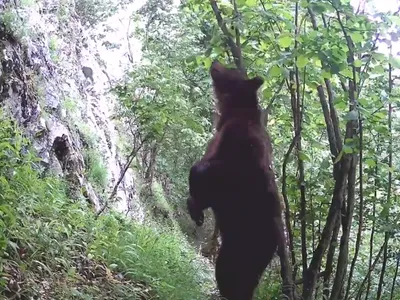 Cum să te scarpini pe spate când ești în pădure Foto: captură video