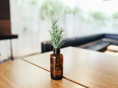 Rozmarinul, aliat în tratarea bolii Alzheimer (sursa: Pexels/Rachel Claire)