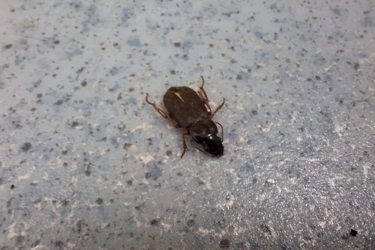 Gândacii de pământ, inofensivi pentru oameni (sursa: ziaruldeiasi.ro)