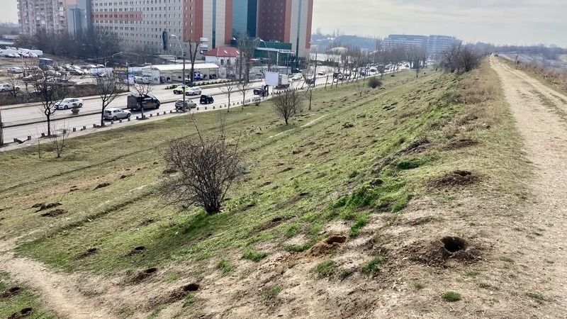 Vor planta 70 de arbori pe aliniamentul râului Dâmboviţa Foto: Parcul Văcărești