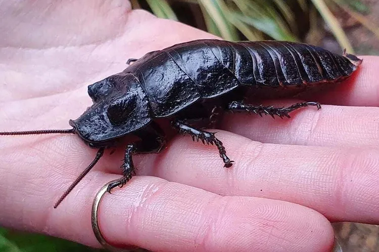 Îndrăgostiţii părăsiţi se pot răzbuna Foto: Hemsley Conservation Centre 