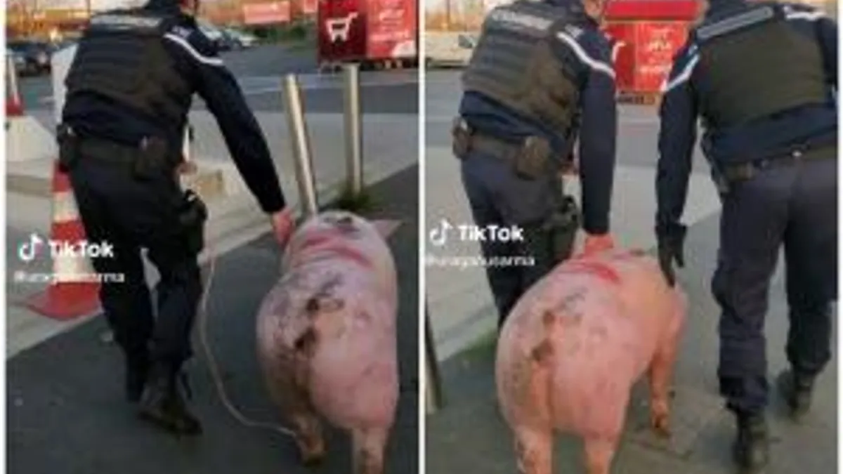 Jandarmii francezi au confiscat porcul unor români Foto: captură video