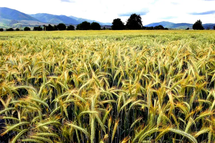 Polonia şi-a făcut rezerve record de cereale  Foto: Facebook Ministerul Agriculturii