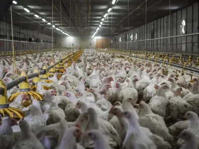 România, țara cu condițiile cele mai proaste din UE pentru creșterea puilor pentru fast-food (sursa: humaneworld.org)