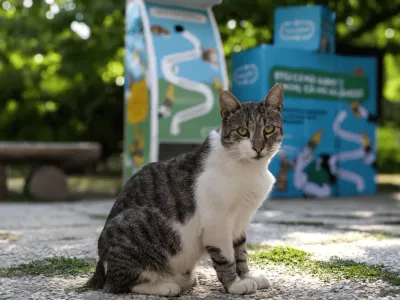 Asociația Sache și RetuRO hrănesc pisicile comunitare (sursa: RetuRO)