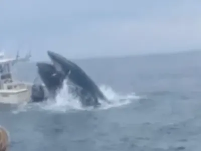 O balenă se năpustește peste o barcă de pescari, o răstoarnă și aruncă oamenii în apă Foto: captură video