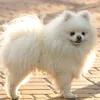 Pui de Pomeranian, peste 7.000 de lei (sursa: Pexels/Sergey Savage)