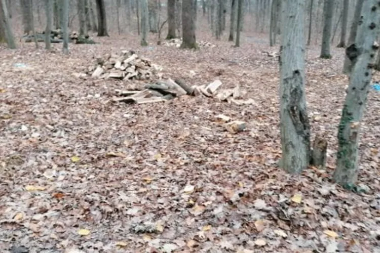Cum să furi o pădure cu totul: a doborât şi vândut, timp de șapte ani, 40.000 de copaci maturi
