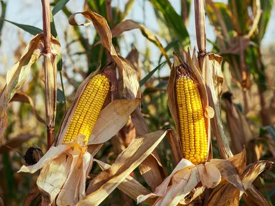 Producție bună de porumb în Moldova (sursa: Pexels/Balázs Benjamin)