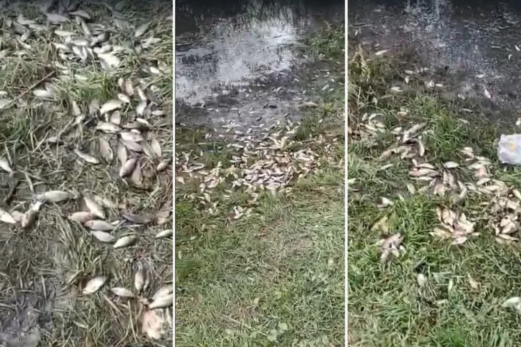 Mii de pești au ajuns în grădinile unor săteni din județul Iași. Primarul acuză localnicii