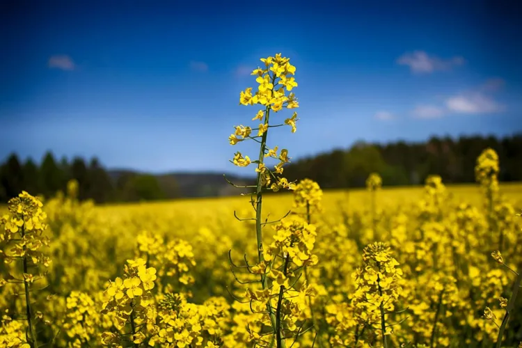 Fermierii încep să-și schimbă strategiile agricole (sursa: Pexels/Tim)