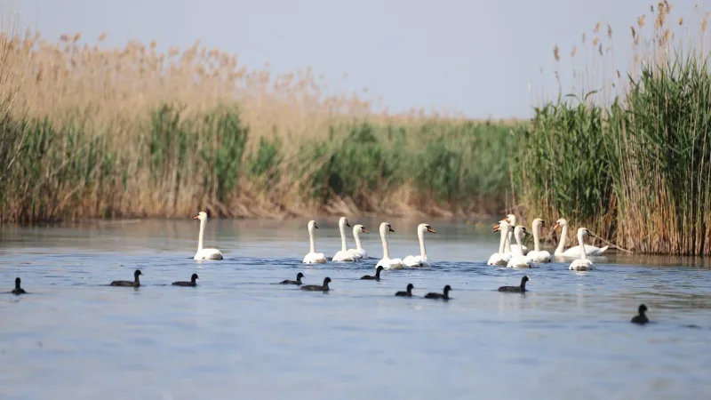 Fără bărci motorizate în balta Comana (sursa: Facebook/Romsilva - Parcul Natural Comana)