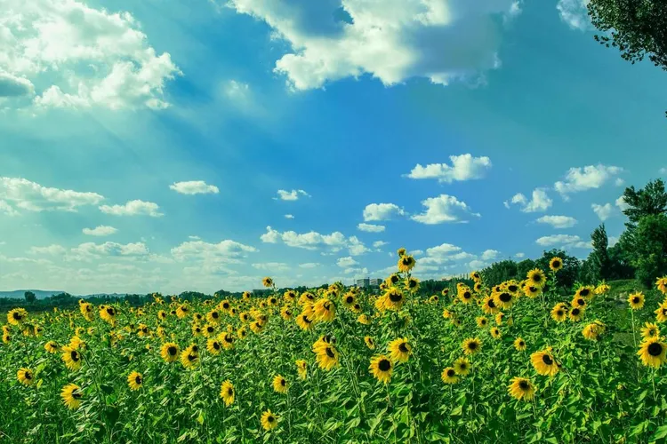 Temperaturi de vară, în majoritatea regiunilor (sursa: Pexels/zhang kaiyv)