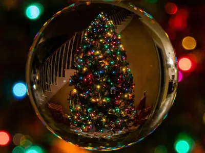 Cum alegi corect bradul de Crăciun (sursa: Pexels/Bob SpringBob54)