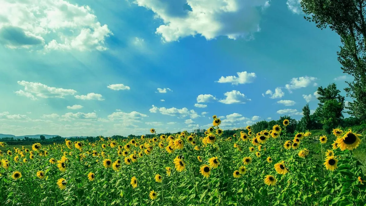 Temperaturi de vară, în majoritatea regiunilor (sursa: Pexels/zhang kaiyv)