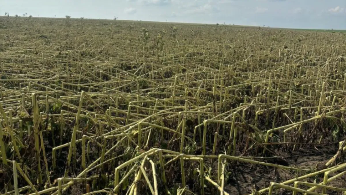 Grindină extremă, sute de hectare secerate (sursa: ziaruldeiasi.ro)